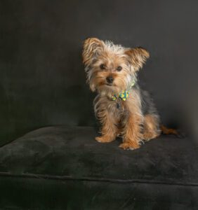 pet photography in northern kentucky